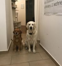 Tiergestützte Therapie 